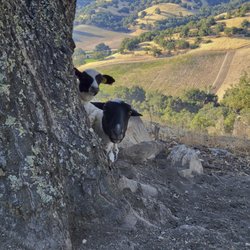 Hawks Hill Ranch Winery