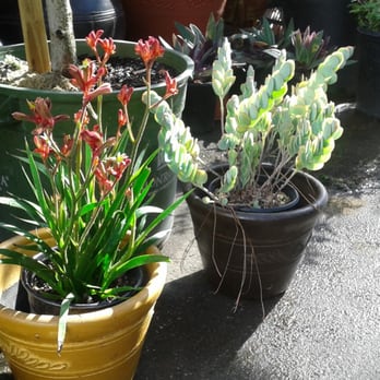 Blvd Nursery - Nurseries & Gardening Near Me - Pasadena, California Blvd Nursery - Nurseries & Gardening Near Me - Pasadena, California