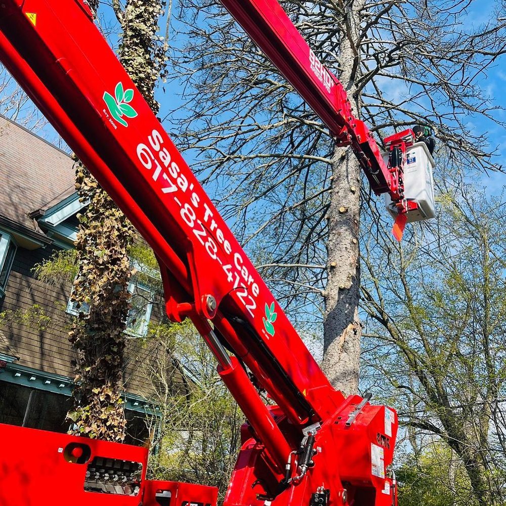Sasa's Tree Care and Landscaping - tree service in Medway, MA