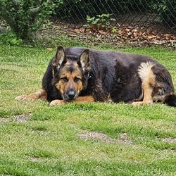Wareham Animal Hospital - This is My precious Zena about a week before she passed