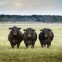 Photo of Majestic Meat