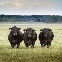 Majestic Meat