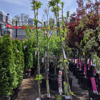 The Home Depot - Trees!!! - Hardware Stores Near Me - Ranson, West Virginia The Home Depot - Trees!!! - Hardware Stores Near Me - Ranson, West Virginia