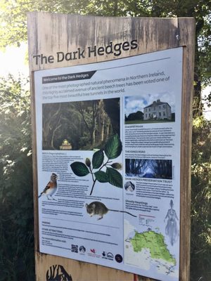 The Dark Hedges by null