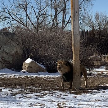 Denver Zoo - Zoos Near Me - Denver, Colorado Denver Zoo - Zoos Near Me - Denver, Colorado