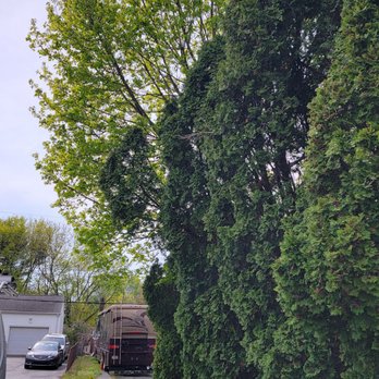 Golden Tree Service - Driveway Tree - Tree Services Near Me Golden Tree Service - Driveway Tree - Tree Services Near Me