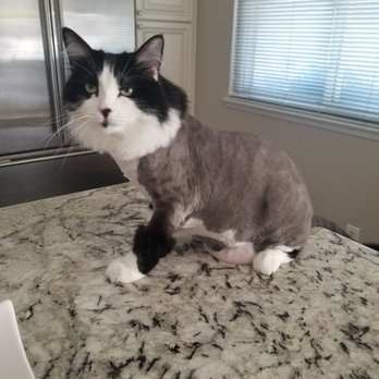 Jasmine Pet Grooming - Pet Groomers Near Me - Brea, California