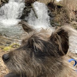 Rocket, enjoying the view