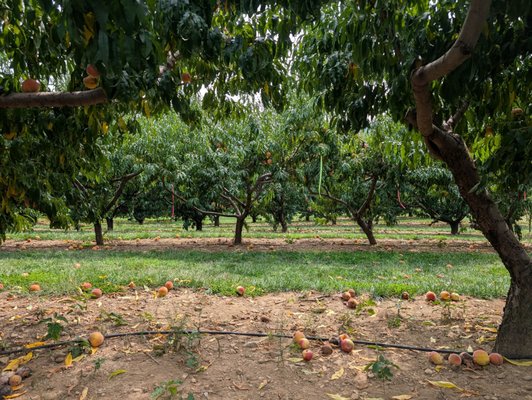 Wightman Farms by null