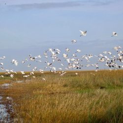 Miami Everglades Connection Airboat Tours