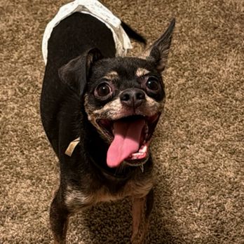 Covina Palms Apartments - Happy dogs - Apartments Near Me - Covina, California Covina Palms Apartments - Happy dogs - Apartments Near Me - Covina, California