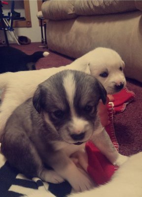 Bear Trail Farm by null