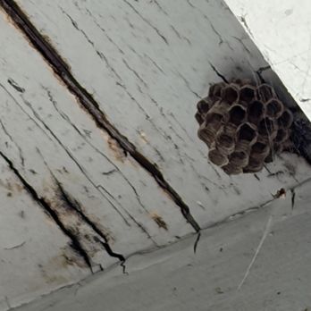 Nunez Bee Removal - wasp nest - Pest Control Near Me