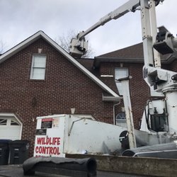 Mountain Empire Wildlife Company - Doing some exclusion work to keep wildlife out of the attic