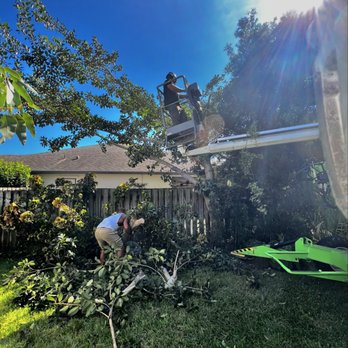 Right Coast Tree Care - Banyan Tree (trimming) - Tree Services Near Me - Melbourne, Florida