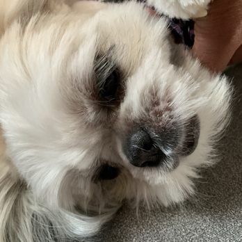 Bark 'N Beauties - Trimmed all the way down to her skin and a huge chunk cut out on the left cheek. - Pet Groomers Near Me - Banning, California Bark 'N Beauties - Trimmed all the way down to her skin and a huge chunk cut out on the left cheek. - Pet Groomers Near Me - Banning, California