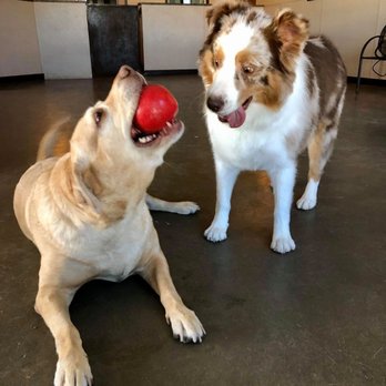 Simply Posh Pets - Pet Groomers Near Me - Benbrook, Texas