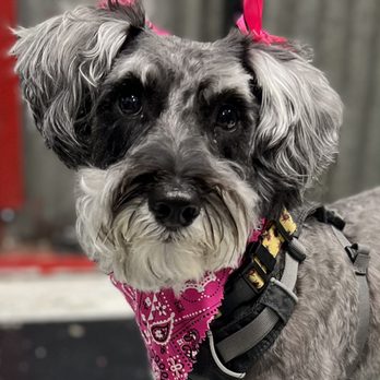 FurEver Grooming - Lady Bug in bug esrs - Pet Groomers Near Me - Rio Linda, California FurEver Grooming - Lady Bug in bug esrs - Pet Groomers Near Me - Rio Linda, California