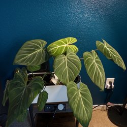 The Plant Society - Updated picture of my philo Gloriosum