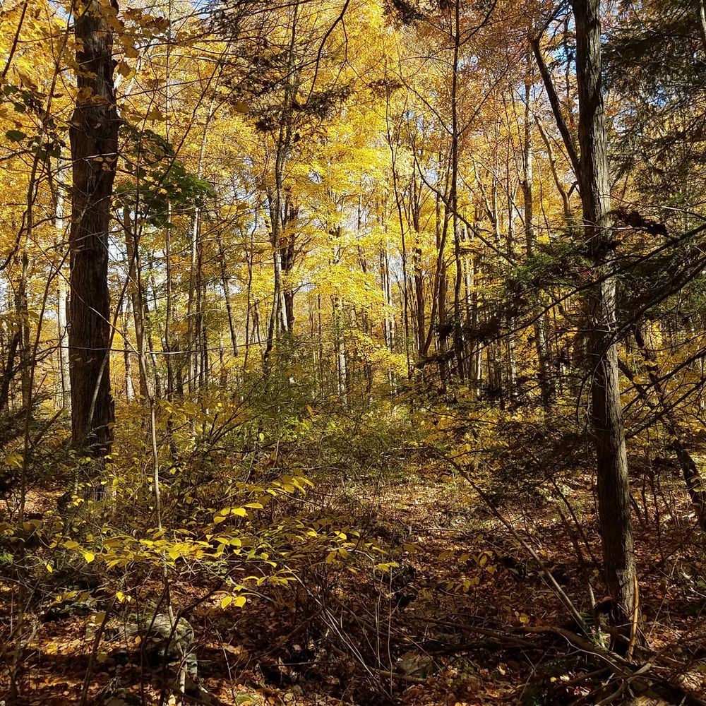 MINE HILL PRESERVE Updated October 2024 57 Photos & 11 Reviews