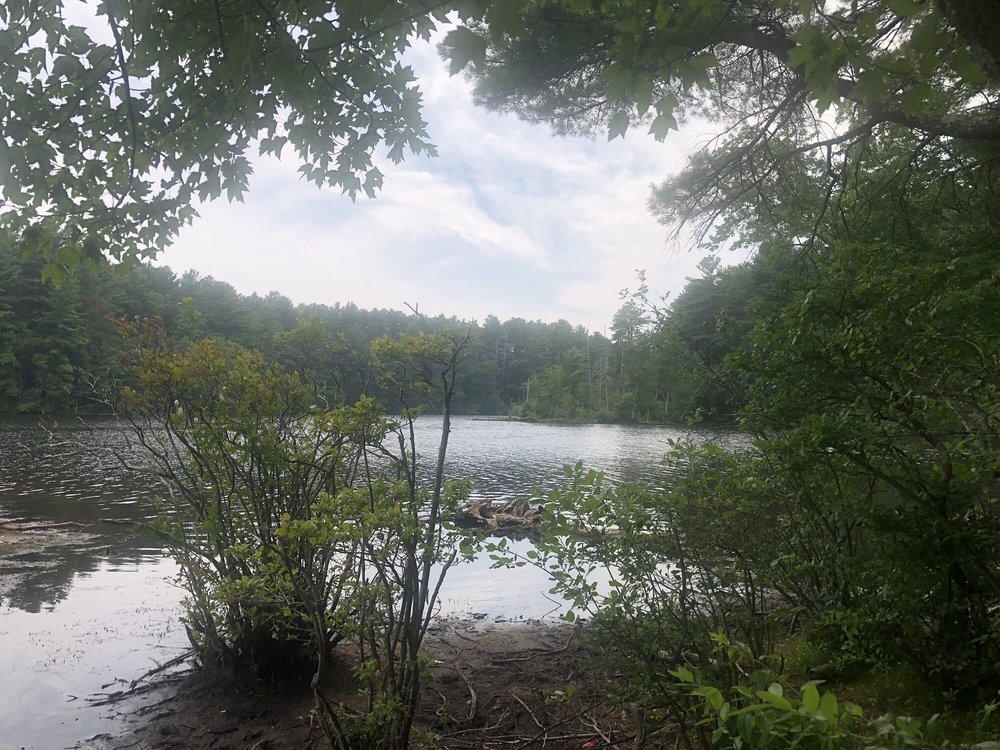 Harold Parker State Forest Image