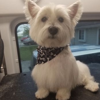 Aussie Pet Mobile Fort Wayne - Quinn was happy to pose after his 15 Step Spa Treatment! - Pet Groomers Near Me Aussie Pet Mobile Fort Wayne - Quinn was happy to pose after his 15 Step Spa Treatment! - Pet Groomers Near Me
