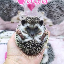 Coastal Quills Pets