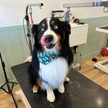 Tailored Tails Grooming - Pet Groomers Near Me - Foster City, California Tailored Tails Grooming - Pet Groomers Near Me - Foster City, California