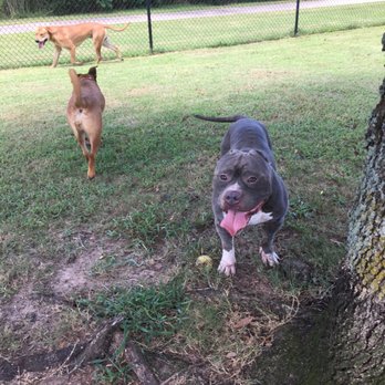 Cattail Park - The boys making new friends! - Dog Parks Near Me - The Woodlands, Texas Cattail Park - The boys making new friends! - Dog Parks Near Me - The Woodlands, Texas