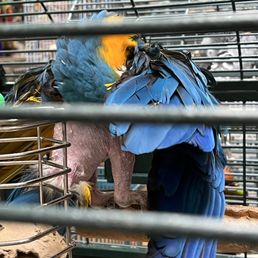 Sad bird... self plucking... Does this bird receive love and attention? Sad bird... self plucking... Does this bird receive love and attention?