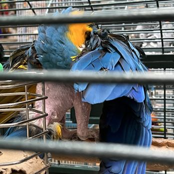 Your Basic Bird - Sad bird... self plucking... Does this bird receive love and attention? - Pet Stores Near Me - Berkeley, California Your Basic Bird - Sad bird... self plucking... Does this bird receive love and attention? - Pet Stores Near Me - Berkeley, California