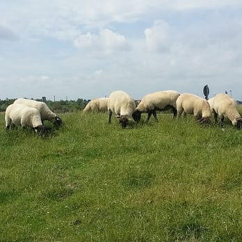 Jadebusen - Auf dem Deich grasen Schafe ... - Hotels & Travel Near Me - Jade, NI