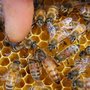 Photo of If Bees Could Talk