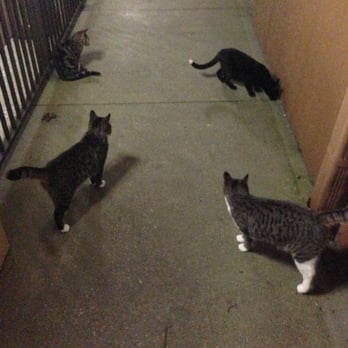 Hampton Inn Georgetown-Marina - Friendly kitties - Hotels Near Me - Georgetown, South Carolina