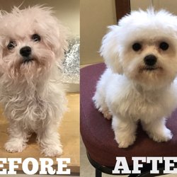Bucks County Pet Grooming - My Abby, before & after :-) Tony does a great job! Always very happy & pleased with how she looks :-)