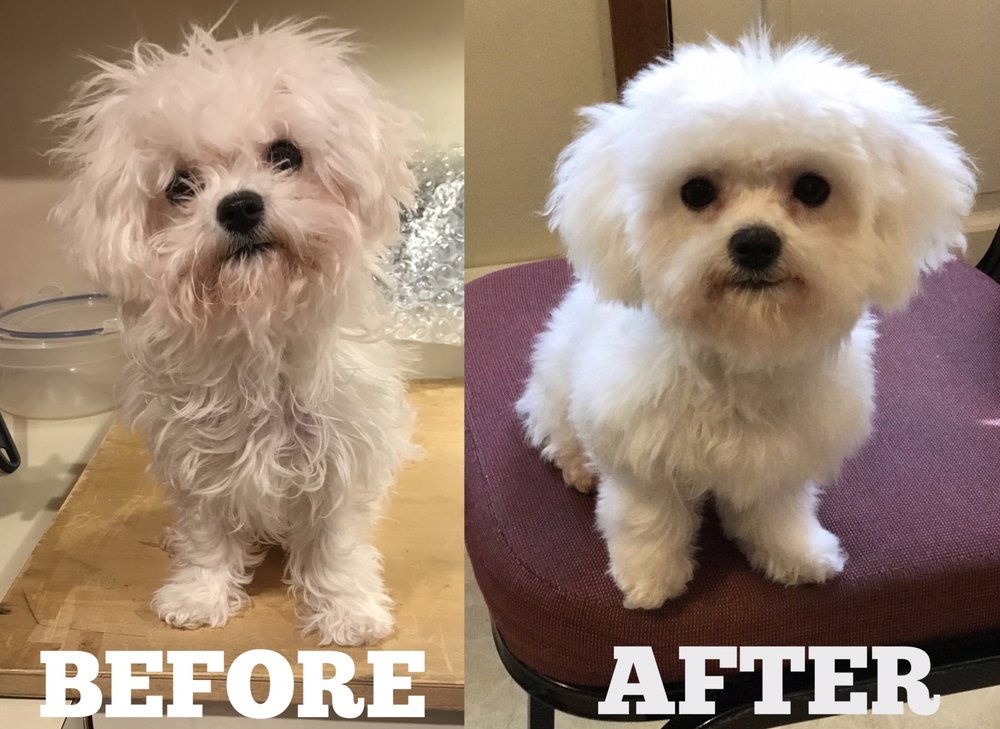 Bucks County Pet Grooming Image