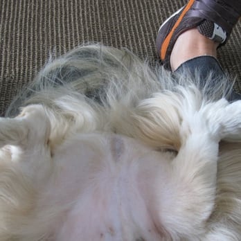 Animal Attraction - See the uneven shave? Look at his knees and ankles. Sorry about the view! - Pet Groomers Near Me - San Diego, California