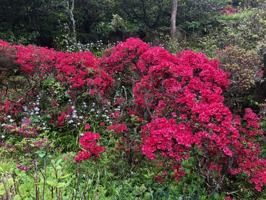 Tatsumaki Jigoku by null