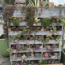 Los Osos Valley Nursery - Vertical Succulent planter