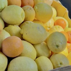 Greenfield Citrus Nursery