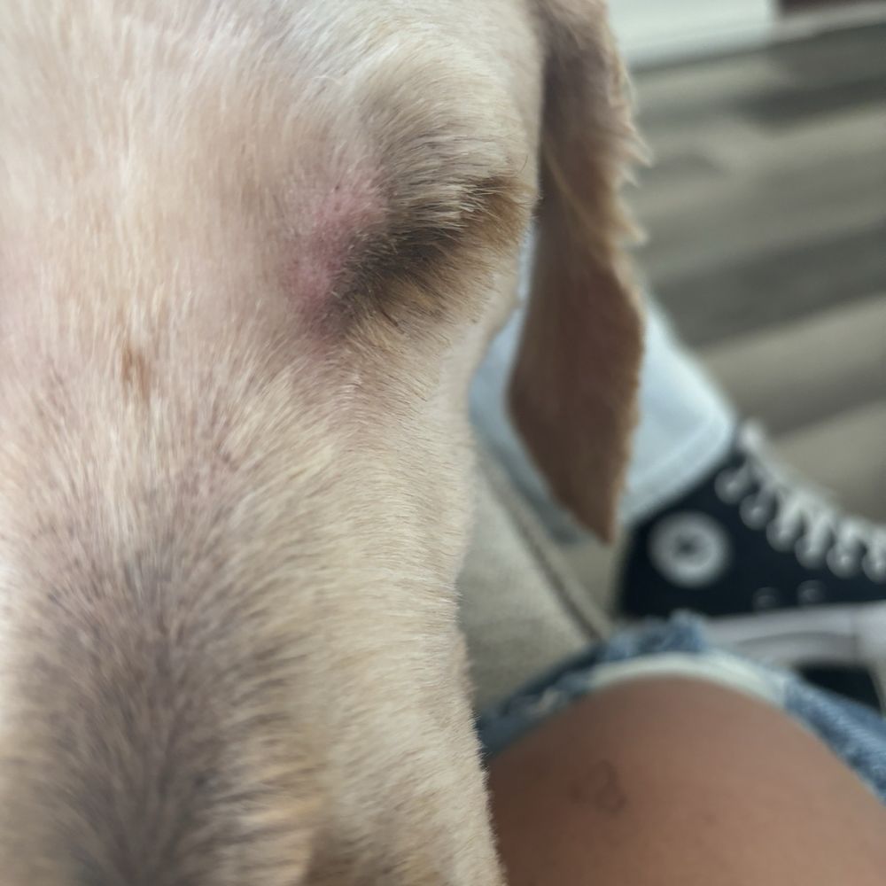 K9 Design Pet Grooming - Pet Groomers Near Me - Riverton, Utah K9 Design Pet Grooming - Pet Groomers Near Me - Riverton, Utah