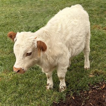 Uncle Boojie's - Finn, the mini Highland cow -- love, love, love - Distilleries Near Me - Louisville, Kentucky