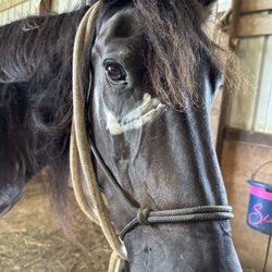 Stepping Stone Ranch - This beautiful girl named Eclipse.