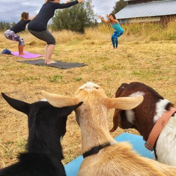 Goat Yoga - Goat Yoga - Yoga Near Me Goat Yoga - Goat Yoga - Yoga Near Me