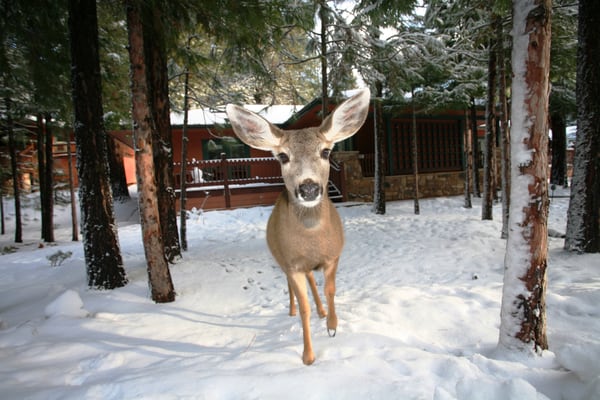Mount Shasta Resort by null