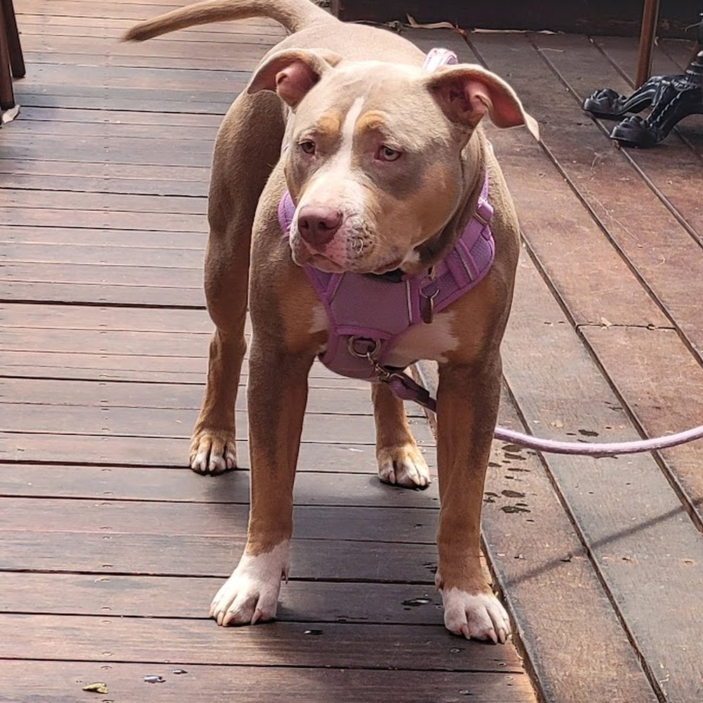 Underwood Bar and Bistro - Very Dog Friendly - Lounges Near Me - Graton, California Underwood Bar and Bistro - Very Dog Friendly - Lounges Near Me - Graton, California