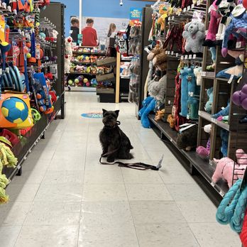 Bat City Dog Training - Pet Training Near Me Bat City Dog Training - Pet Training Near Me