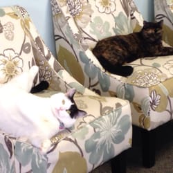 Just Cats Veterinary Clinic - Waiting for their appointment.