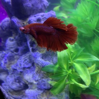 PetSmart - My formerly healthy and beautiful betta - Pet Stores Near Me - Encinitas, California