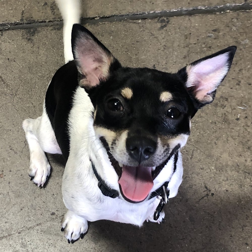 Milo- full of smiles